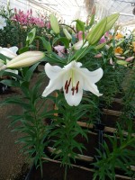 [3518 PO34 Villa Blanca No01.JPG]